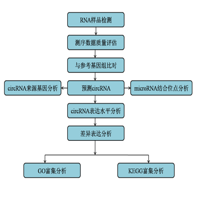 circrna-1