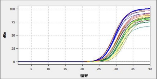 目的基因的扩增曲线