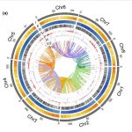 Molecular Ecology Resources | 黄花棘豆基因组学和共生及产毒机制获得进展