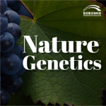 【项目文章】Nature Genetics | 国内科学家团队在葡萄属超级泛基因组研究中获得重大突破